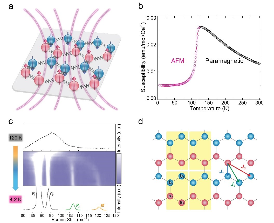 熊启华等在二维反铁磁晶体中直接观察到磁振子-声子的强耦合作用